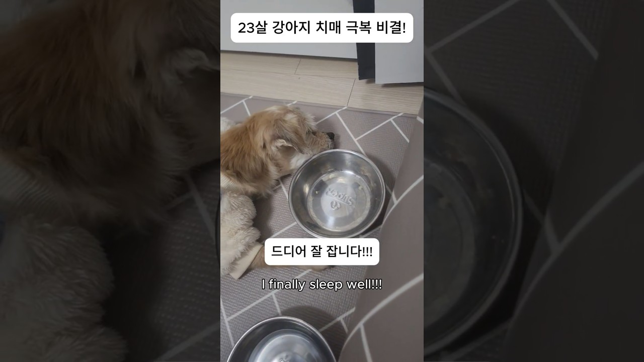 23살 강아지 치매 극복 비결! #강아지 #강아지브이로그 #강아지일상 #반려견 #노견 #puppy #dog #old #animals #youtube #youtubevideo