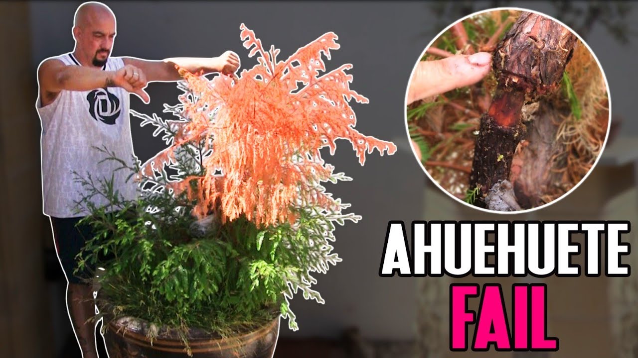 Ahuehuete BONSAI acodo fail