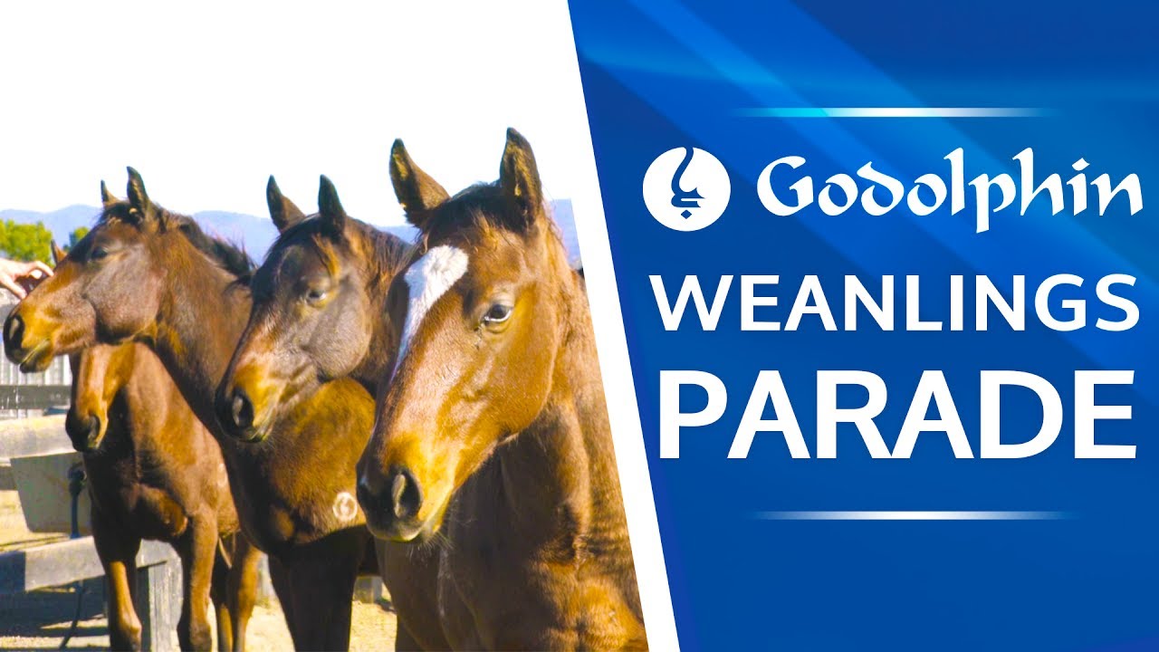 Weanlings | Part 1