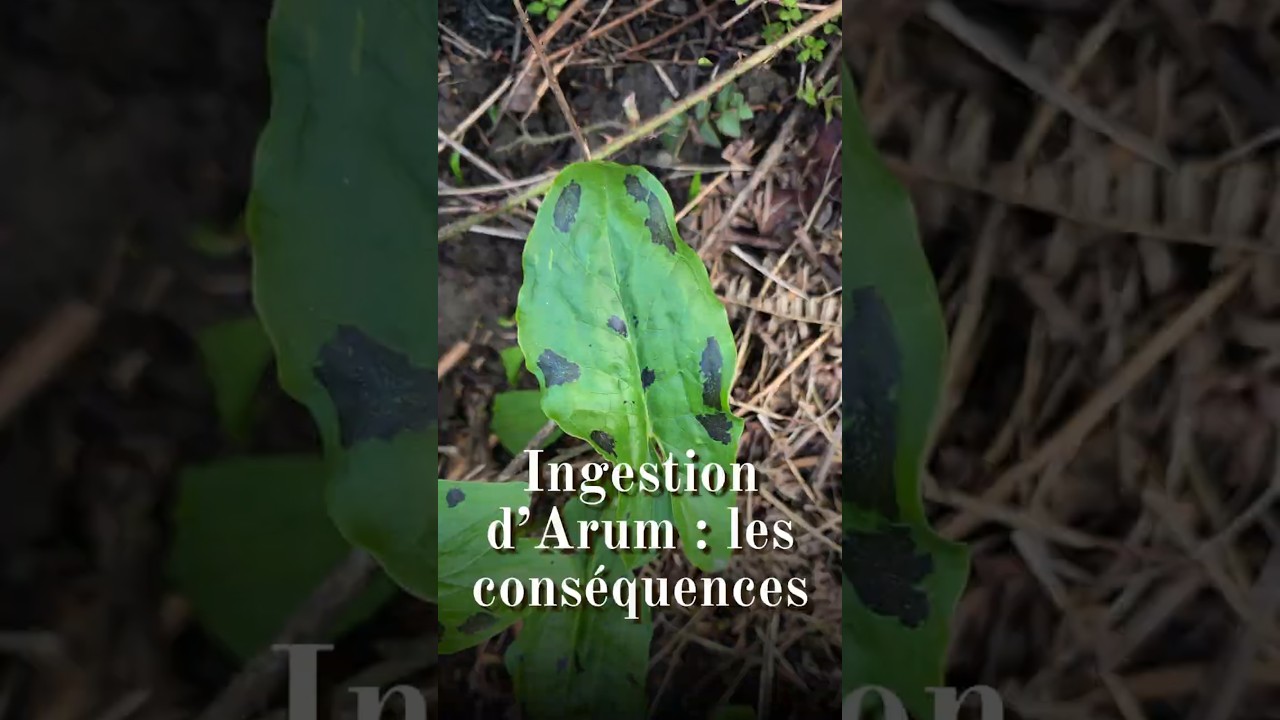 Ingestion d'arum tachet&eacute; (Arum maculatum) : les cons&eacute;quences #plantessauvages #plantestoxiques