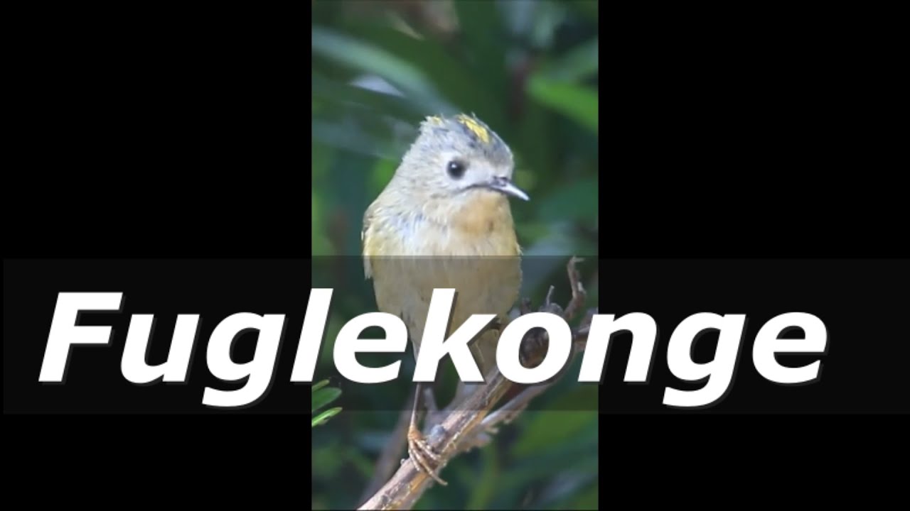 Fuglekonge. Fugle i Danmark. 