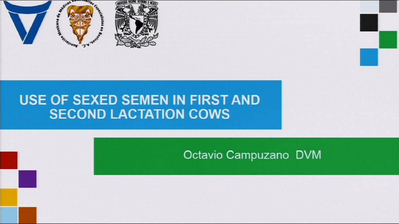 Use of sexed semen in first and second lactation cows