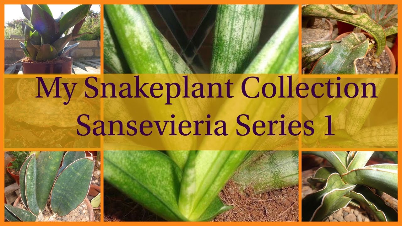 Sansevieria Collection 1 - Snake Plants! (Sansevieria Series)