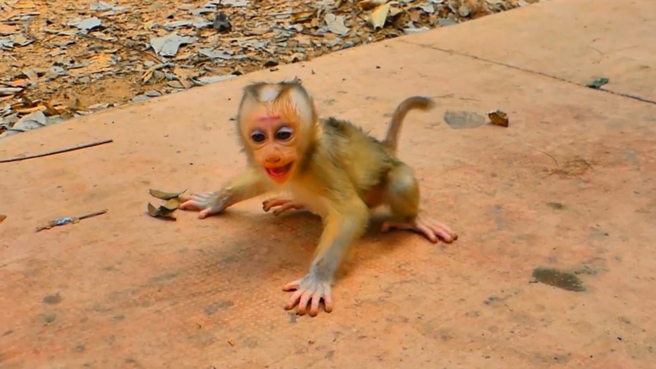 Sad Baby Monkey Lucan Cries 😢 Mom Lauy Walks Away and Leaves Him Unhappy