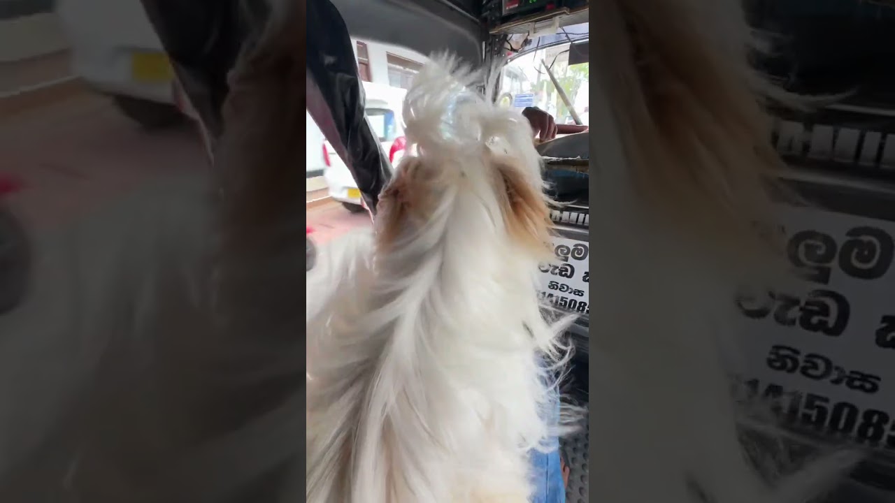 Shihtzu බබෙක් හදන්න මාසෙකට යන වියදම බලමුද?