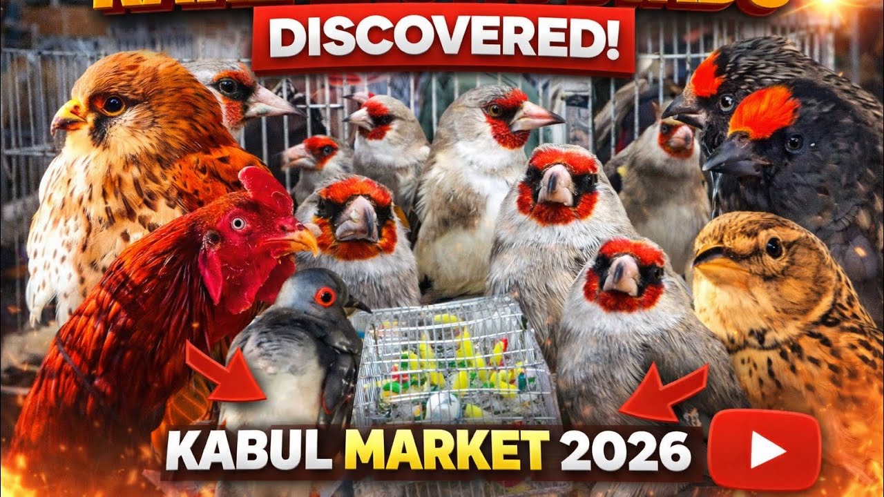 Inside Kabul’s Famous Bird Market | Rare Birds of Kocha Kah Foroshi