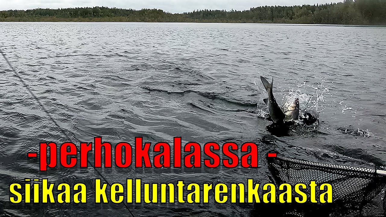 järviperhokalassa siikaa kelluntarenkaasta