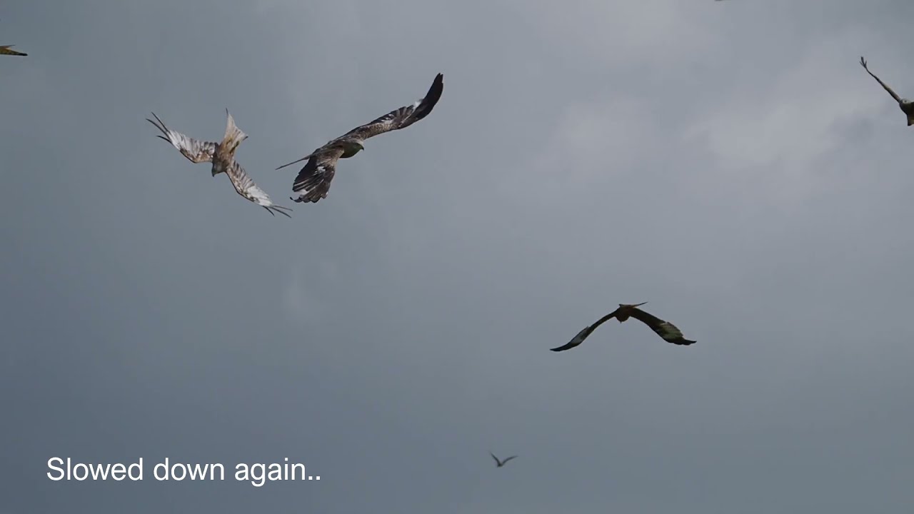 Visiting The Red Kite Feeding Station. Llanddeusant, Llangadog.