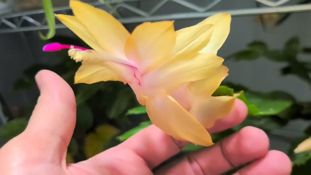 Thanksgiving Cactus blooms and a few other blooms