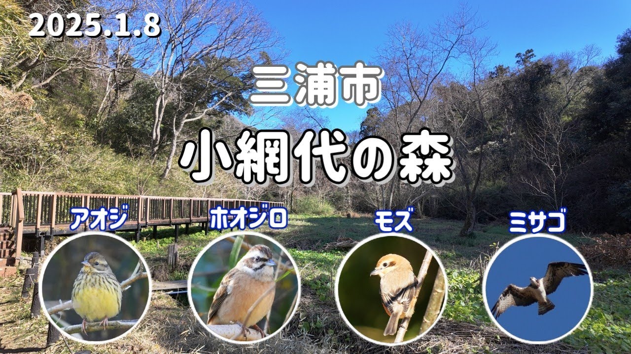小網代の森 2025年冬（三浦市）｜森林､湿地､干潟､海が連続して残されている貴重な自然環境！（※カニは冬眠中でした）野鳥のミサゴとアオジは初見でした。