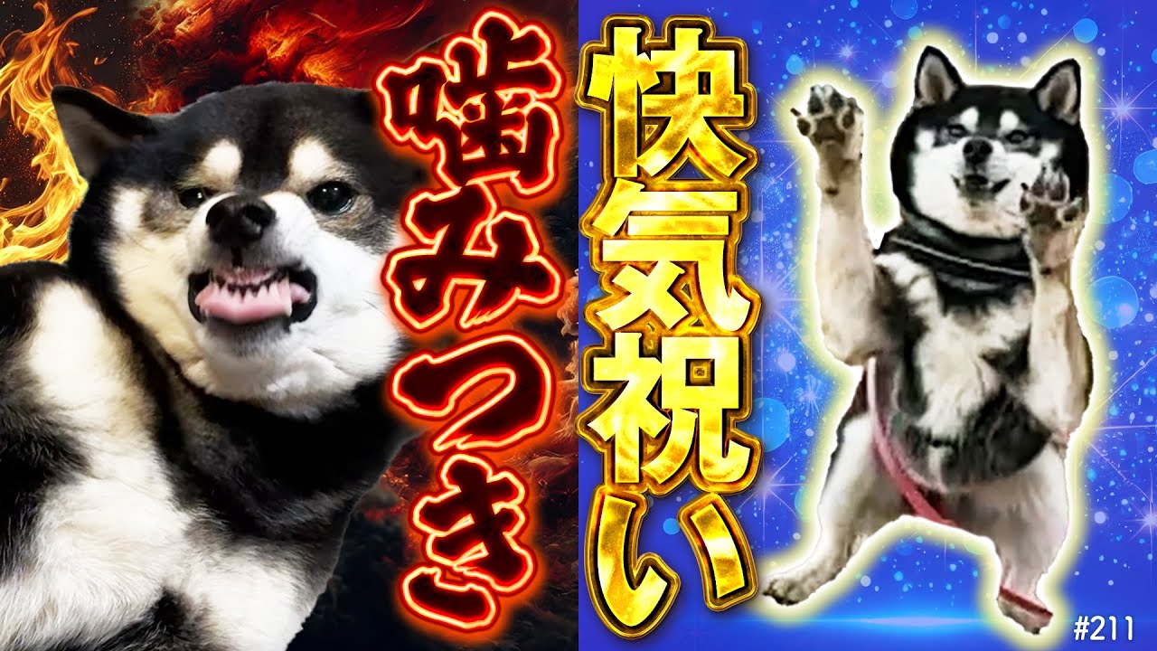 不意に噛みつきに来る柴犬~地獄の快気祝いダッシュ〜