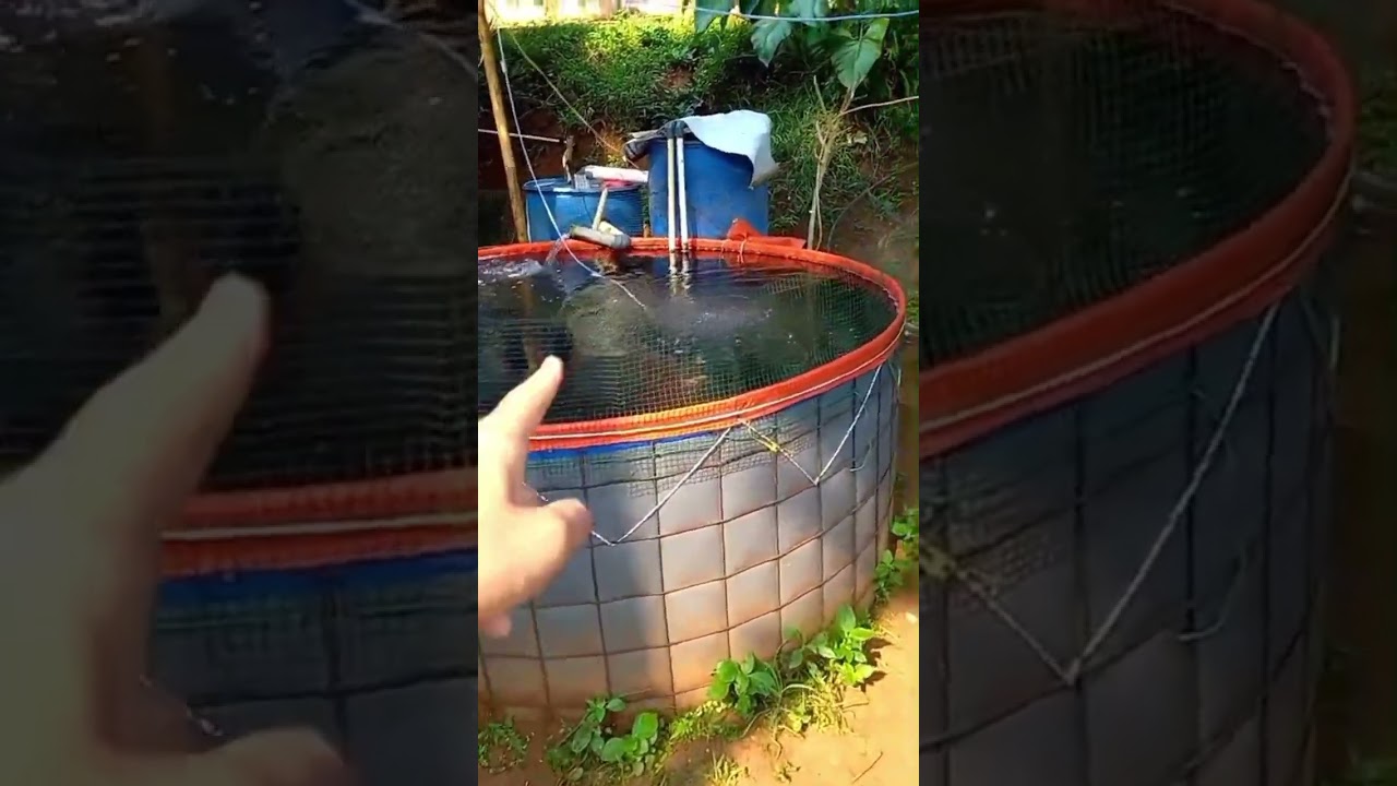 Riview Aerator Jebo P-50 untuk 3 kolam RAS