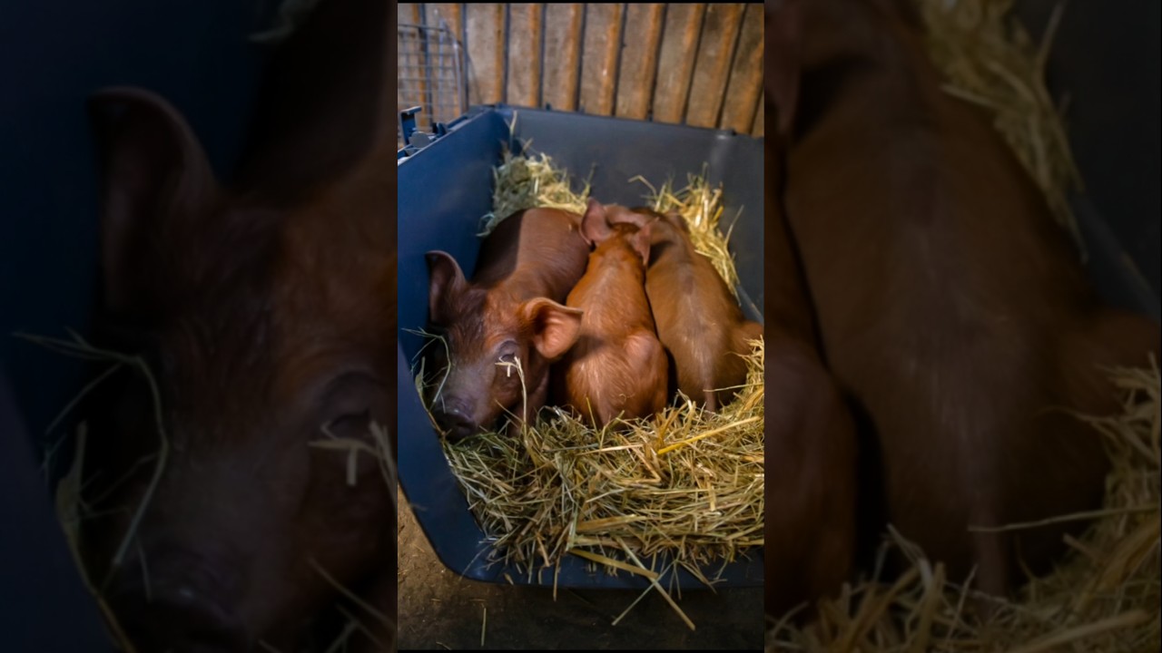 Rettung drei kleiner Seelen 🐷🐷🐷 #lebenshof #tierrettung
