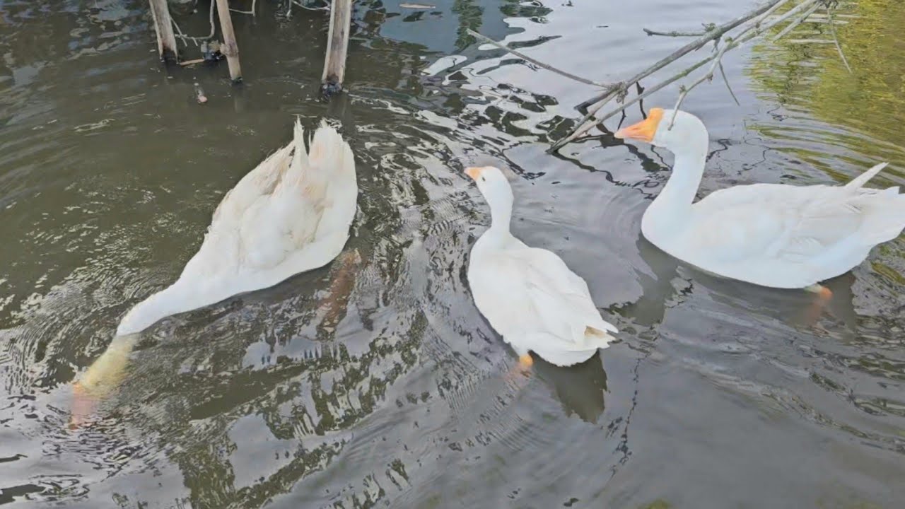 My family's three precious geese are super adorable