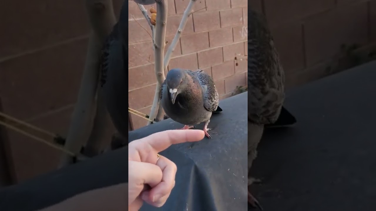do not touch me!! #shorts #birds #pigeon #flockpower