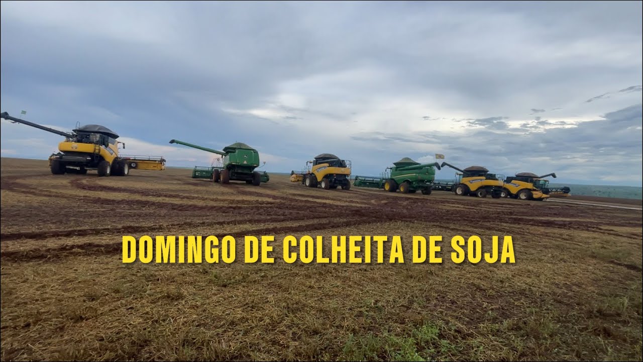 DOMINGO DE COLHEITA DE SOJA, CHUVA E FAMILIA NA LAVOURA 