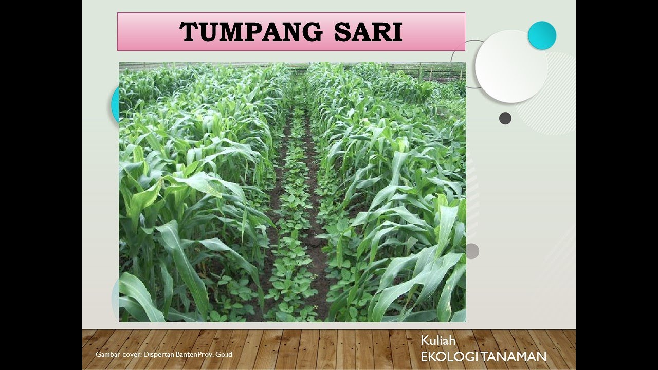 Kuliah | SPB & Ekologi Tanaman | Pola Tanam Polikultur | Nov 2022