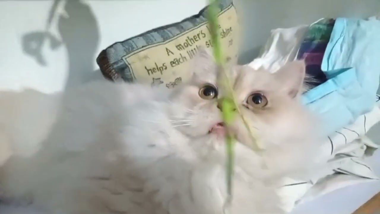 Persian kittens playing | persian cats playing | funny Persian kittens playing 
