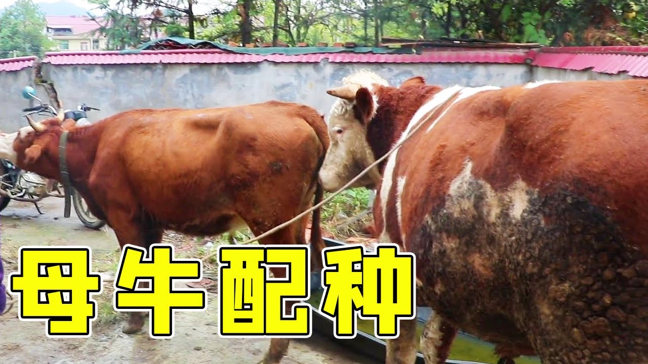 母牛第二次配種，公牛的動作真老練，快準狠一舉拿下【石頭秀】