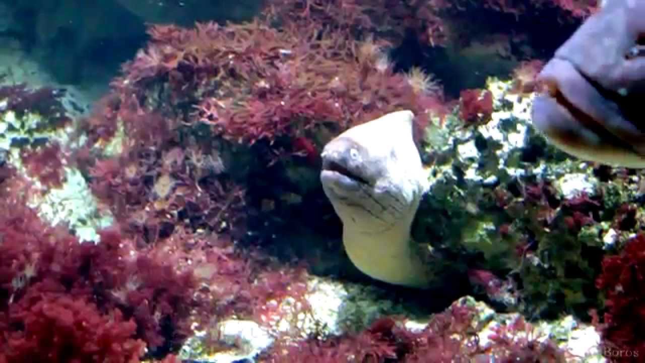 Aqua Terra Zoo - Haus des Meeres