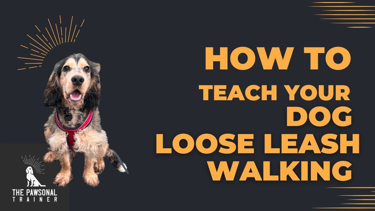 How to Teach Your Dog Loose Leash Walking