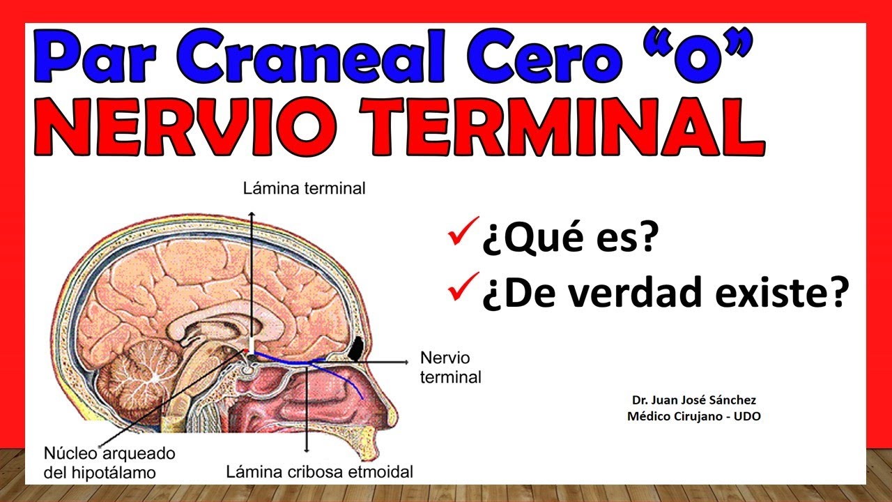🥇 Par Craneal Cero 