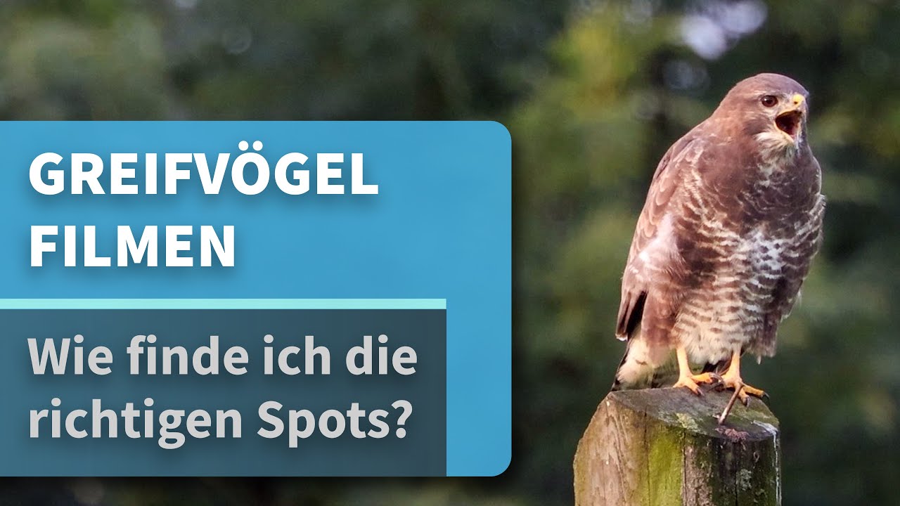 Greifvögel und Falken filmen - Wie finde ich die richtigen Spots? - Canon EOS R6 [4K50p]