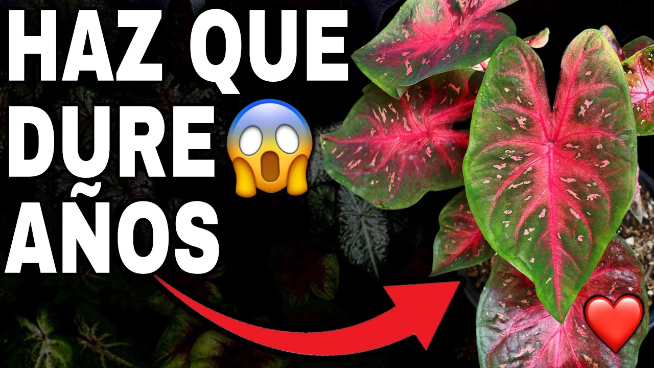 El secreto para que tu Caladium dure muchos años en casa🏡❤️