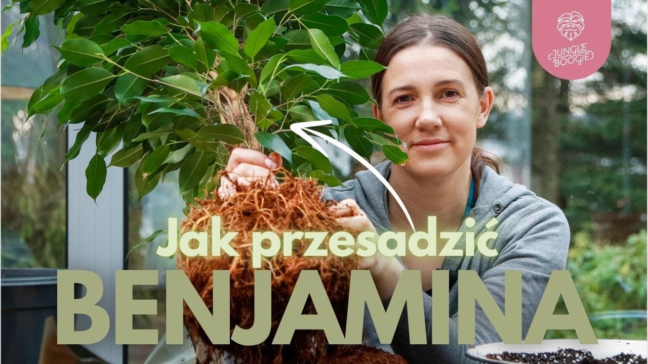Jak zadbać o FIKUSA beniamina plus NOWOŚCI w Jungle Boogie i RABAT do zgarnięcia 💪