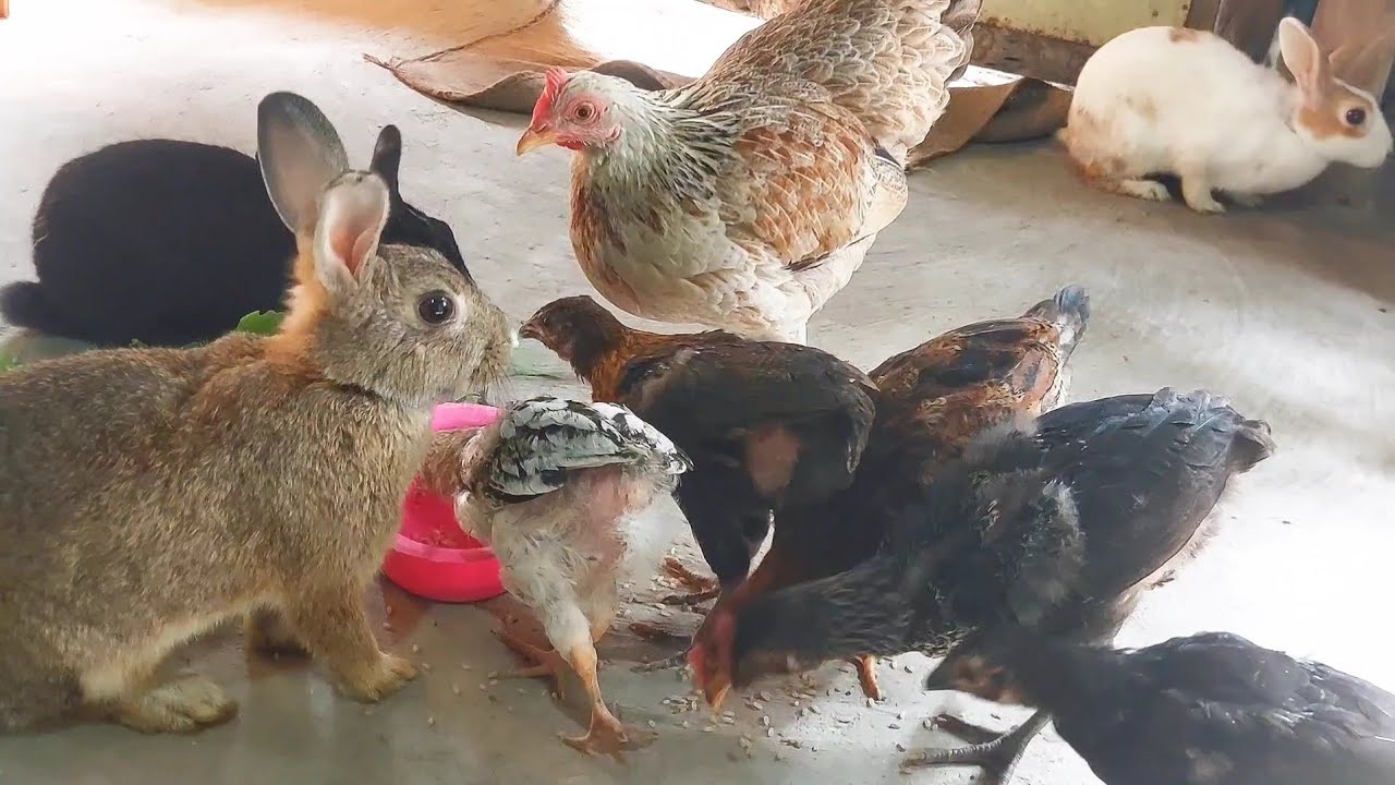 Rabbits and Chicken chicks feeding video