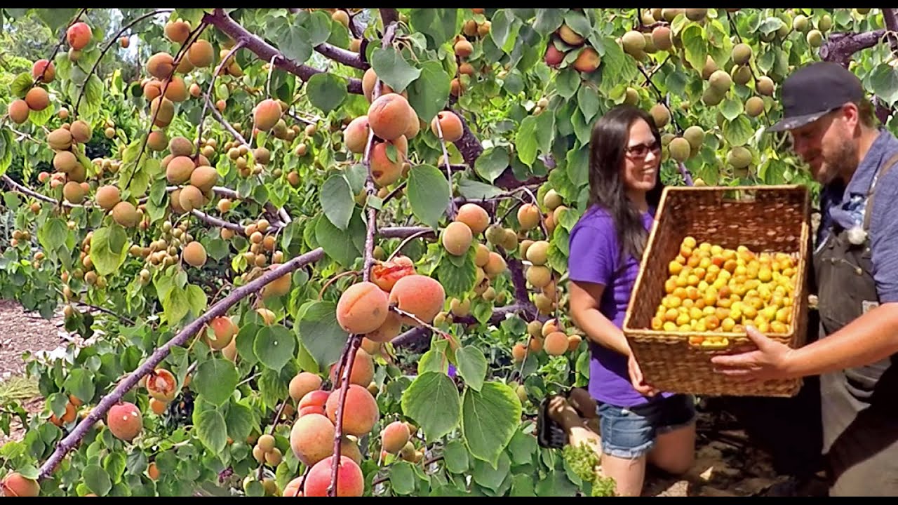 This Is The Most ABUNDANT Fruit Tree We've Ever Seen!