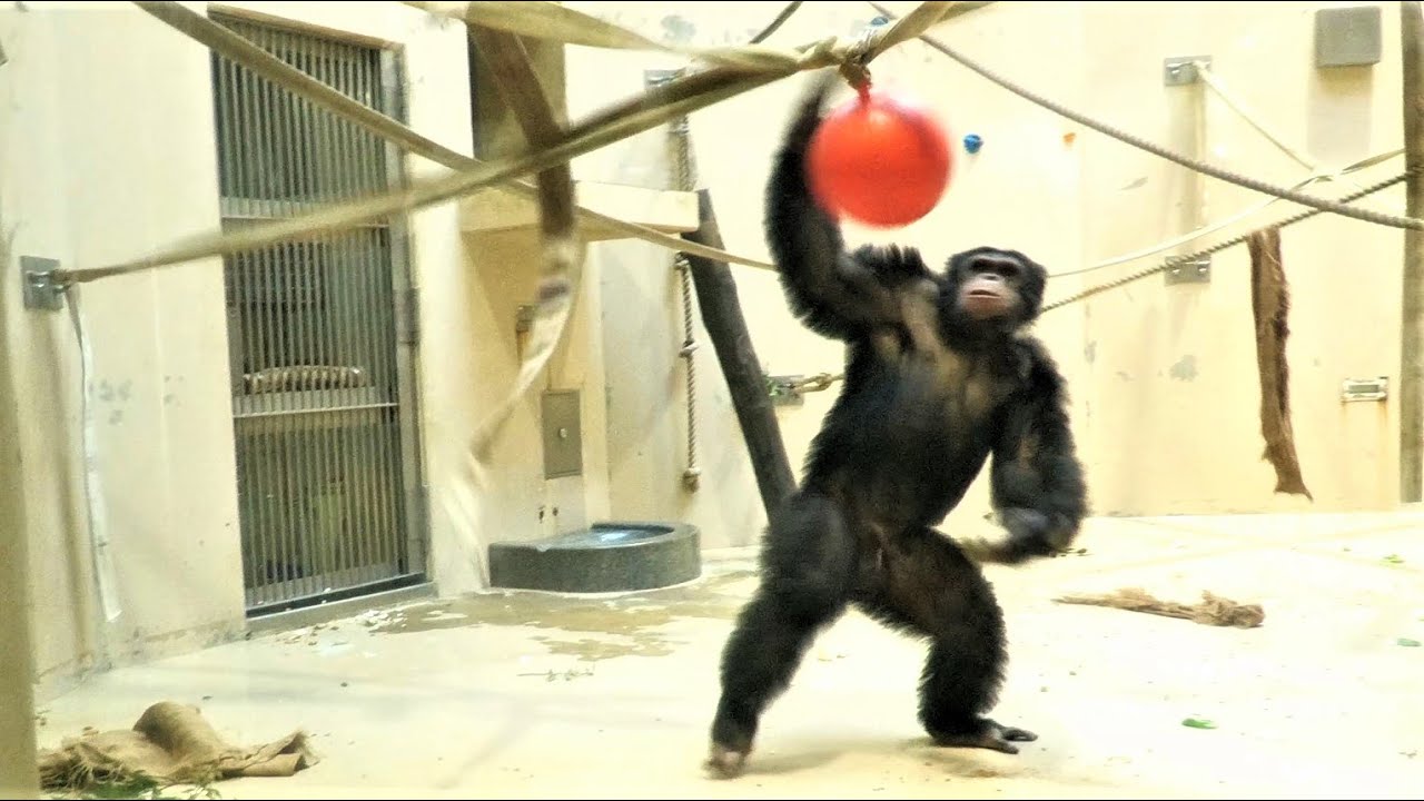 平穏な食事のひと時を破るアッキーディスプレイ　円山動物園　チンパンジー　202104