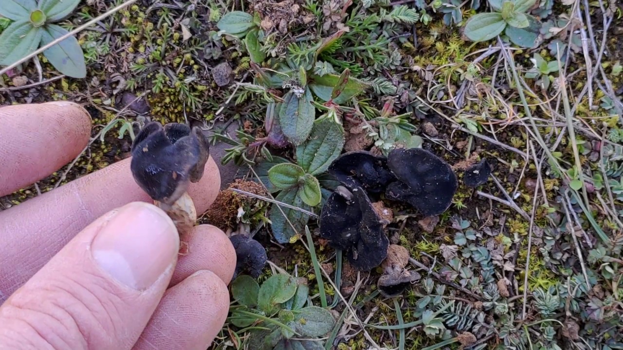 Diferencias entre Helvella helvellula y Helvella semiobruta.