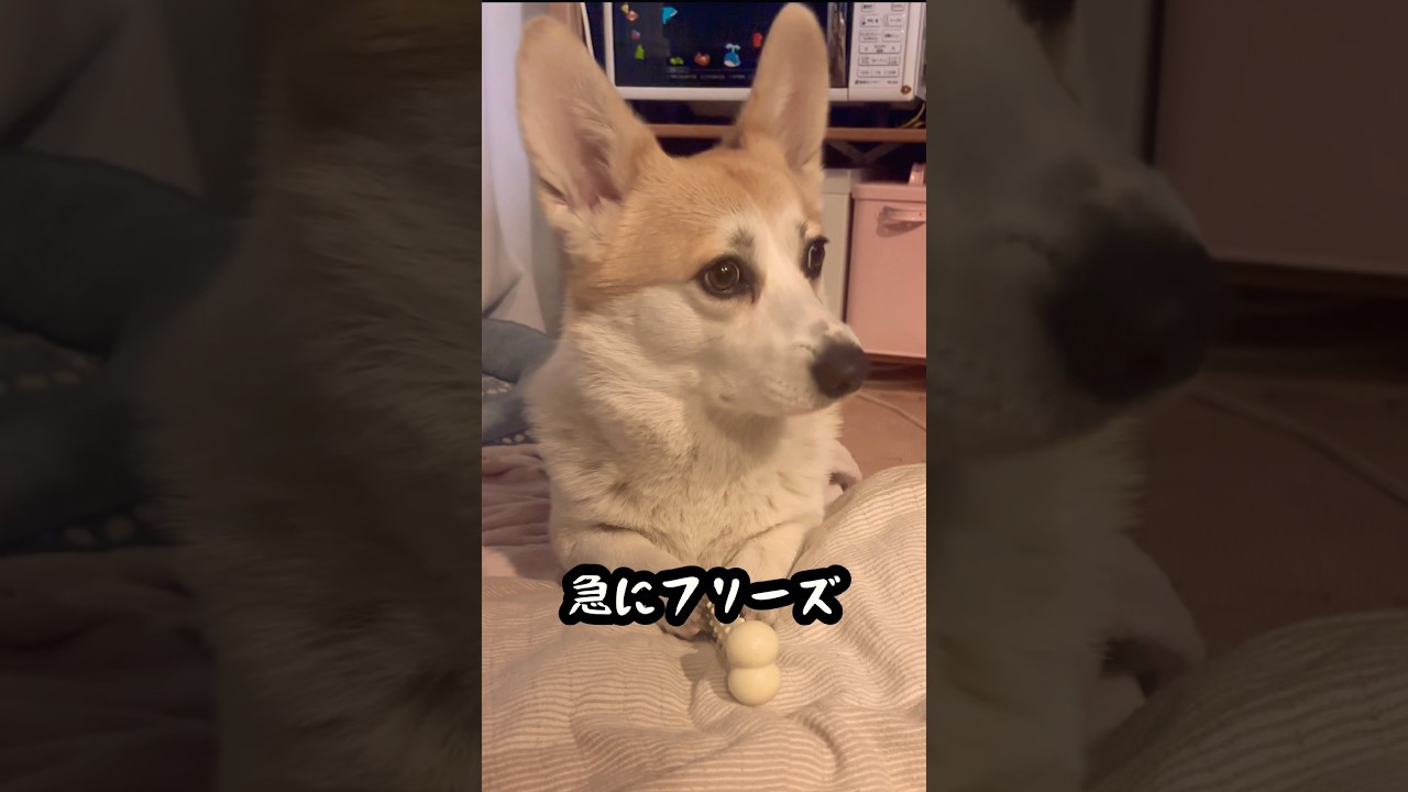 急にフリーズする犬｜今日のはる
