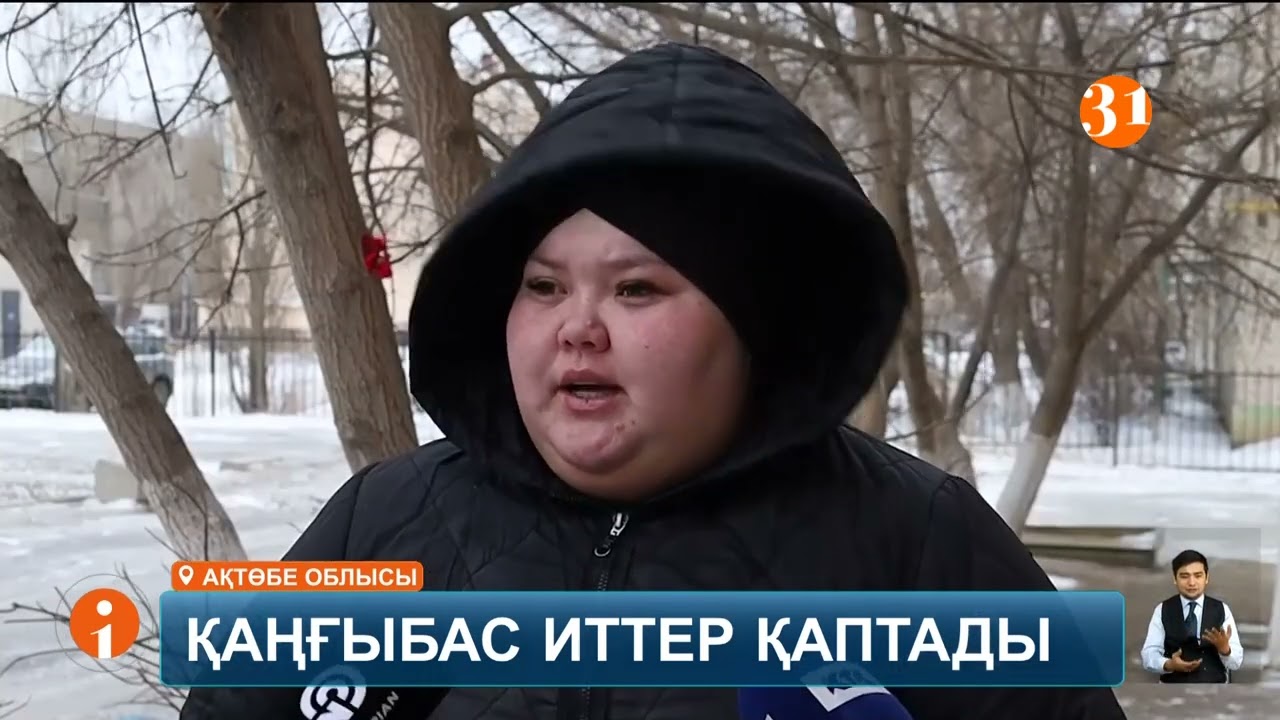 Ақтөбеде мектеп оқушысын қаңғыбас иттер талап тастады