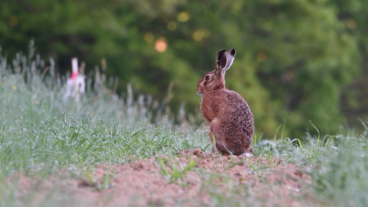 Iepure de camp  - Surpriza din natura