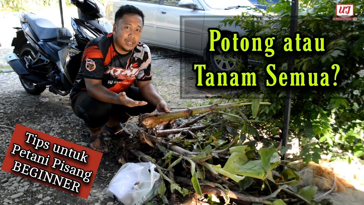 Nak Belajar Tanam Pisang? TENGOK VIDEO NI SAMPAI HABIS