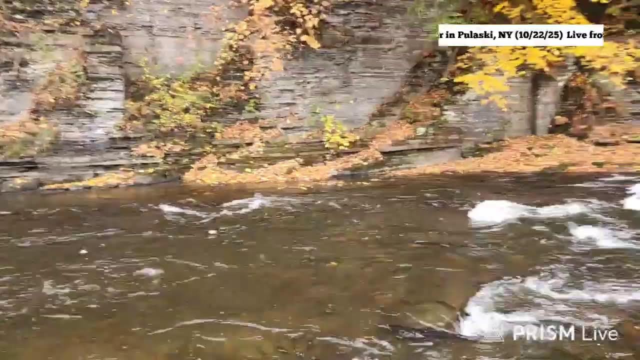 Отчет о рыбалке на реке Салмон-Ривер в Нью-Йорке из Пуласки, штат Нью-Йорк #рыбалка #стальноголовый