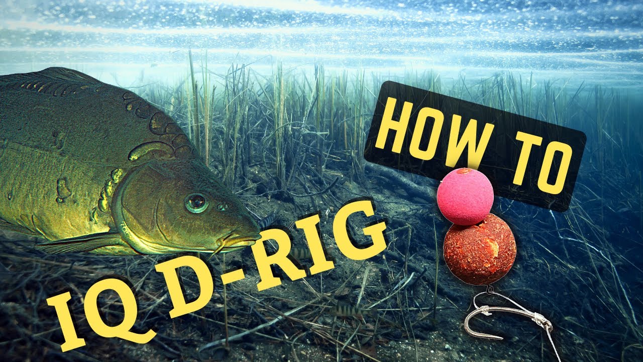 How to Tie the Effective IQ D-rig for Catching Big Carp