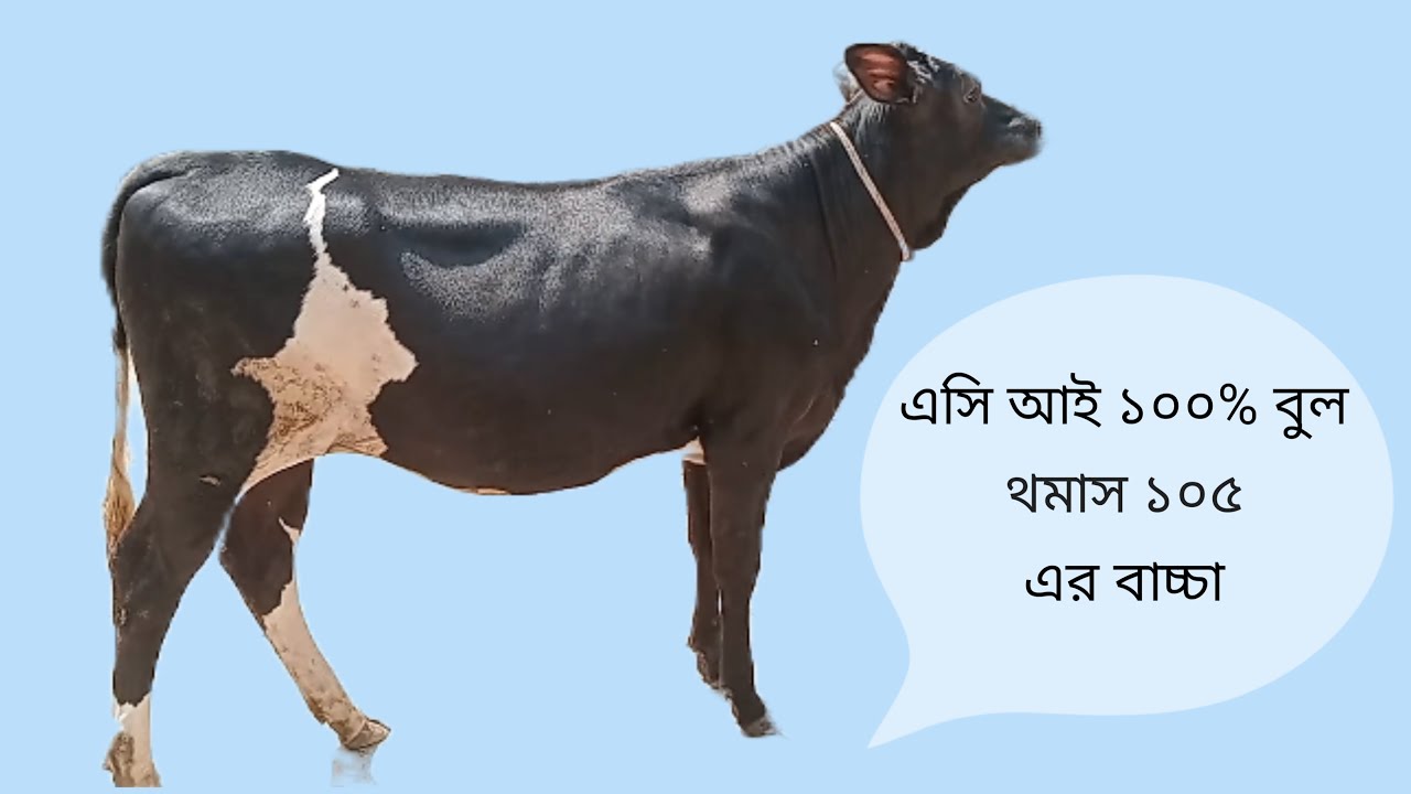 Aci 100% hf (usa) bull no 105 thomas