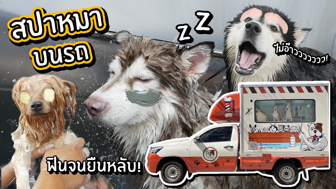ทำสปาหมาบนรถ! สปาหมาเคลื่อนที่! // ฟินจนยืนหลับ?