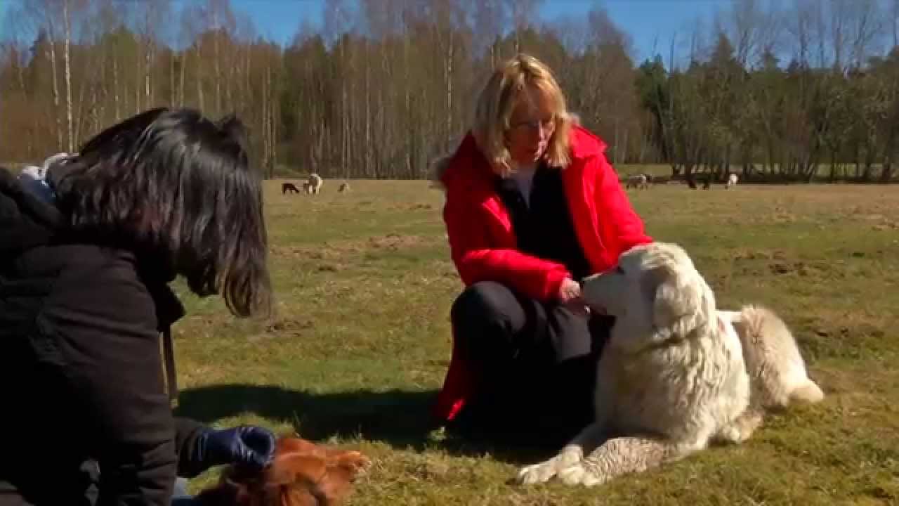 Lahemaalamba Maremma Abruzzi´d saates Sõber Koer II osa