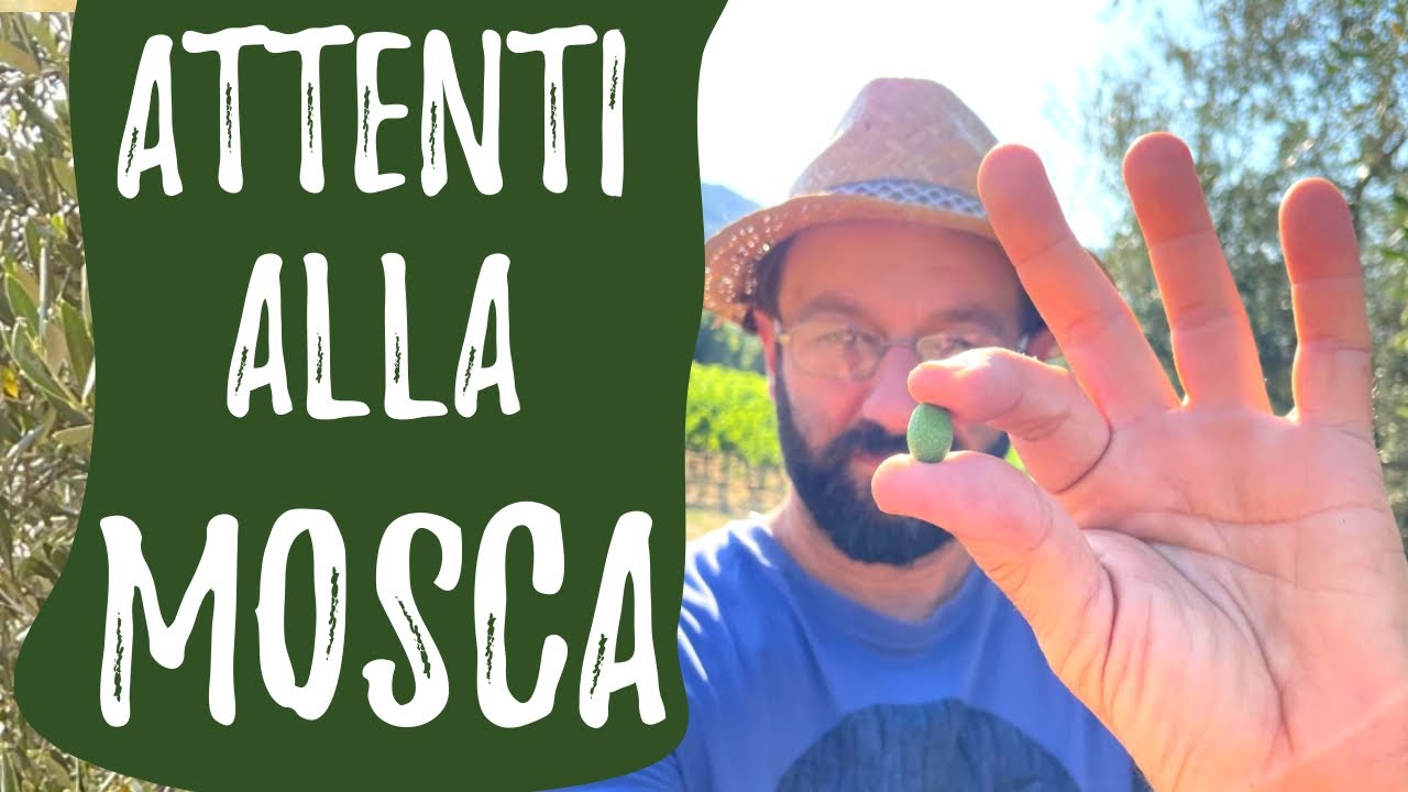 MOSCA dell'OLIVO: danni, prevenzione, rimedi bio