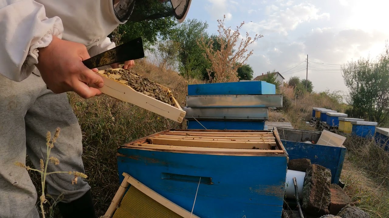 Routine check-up on the hive- Kontrolli rutinorë i shoqërisë 23.09.23