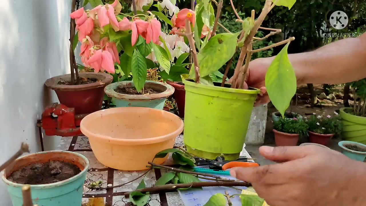 How to grow mussaenda from Cutting|| Easy way to grow mussaenda#garden #plants  #cutting #grafting