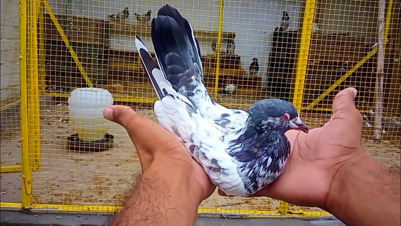 Asu Ki Tyari Ka Raat Ruka Huwa Kaboter Pakra | Babar Pigeons Club