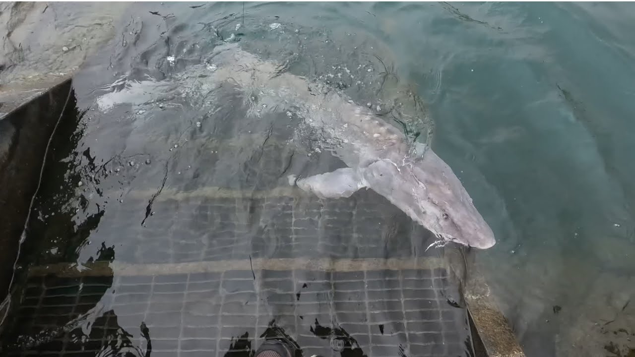 Snake River -How to catch a White Sturgeon from Shore