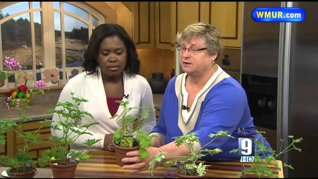 Grow it Green: Scented geraniums