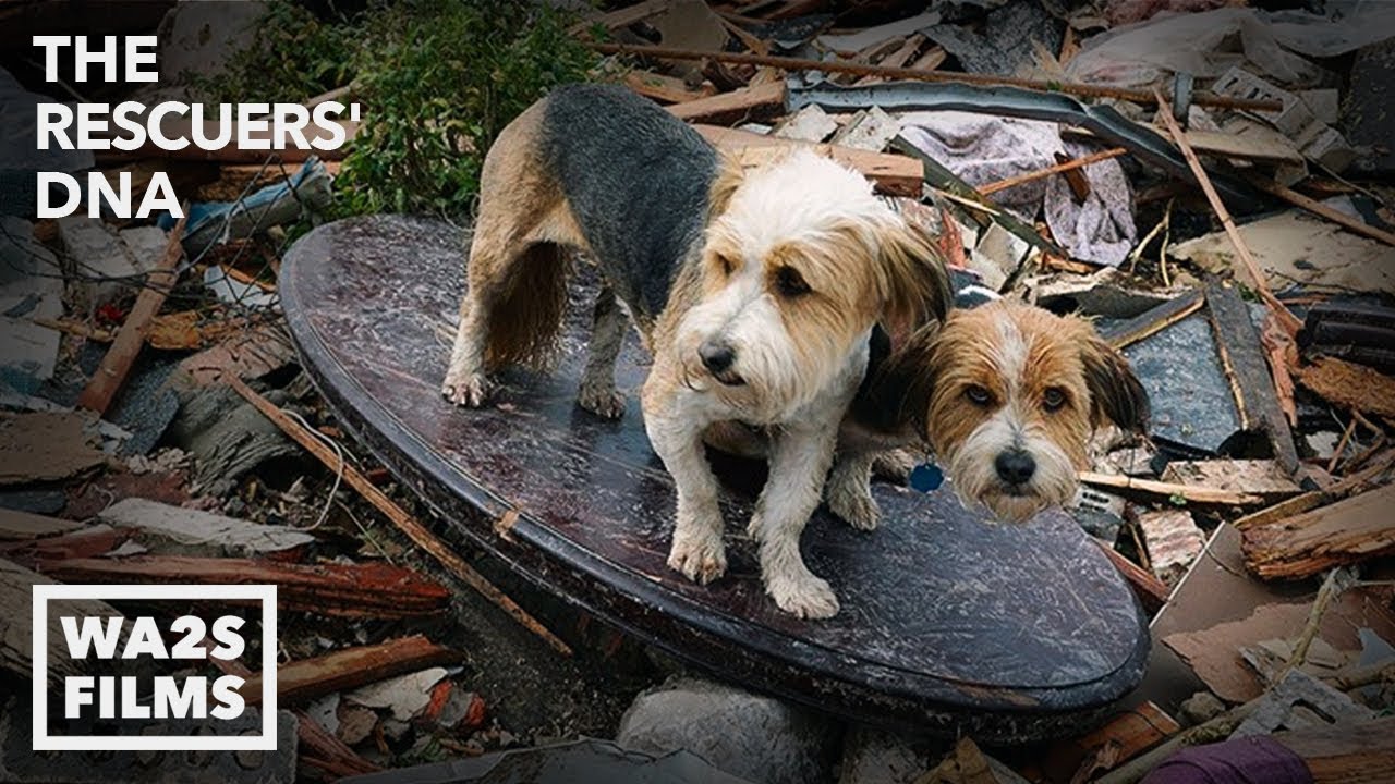 We Cried Tears of Joy Watching Reunion Between Boy & Dog After Tornado - Hope For Dogs