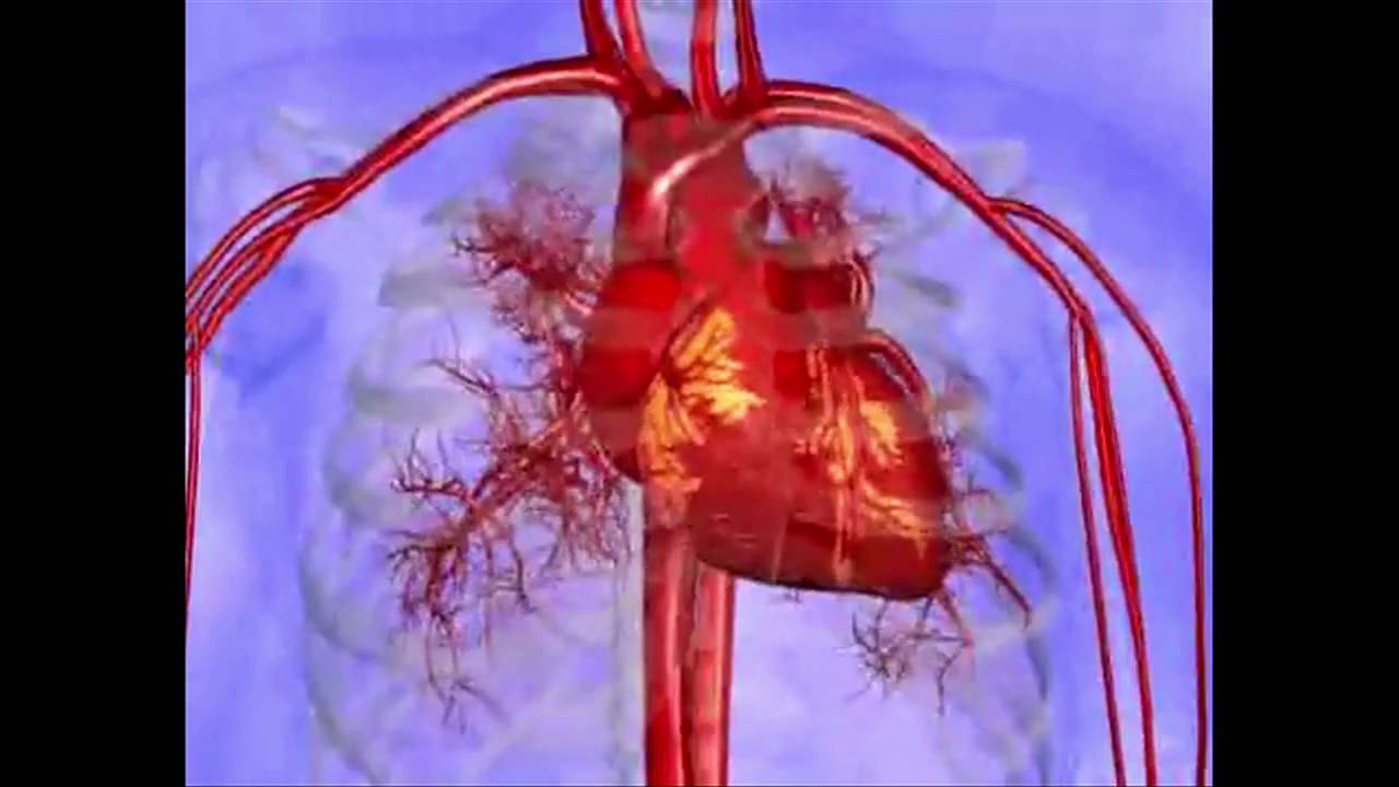 Cardiology:  Resetting your Heart's Rhythm